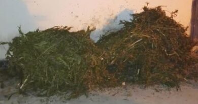 Polícia Militar apreende 17 kg de maconha em imóvel na zona rural de Seabra