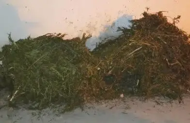Polícia Militar apreende 17 kg de maconha em imóvel na zona rural de Seabra