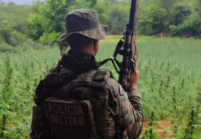 PM e Polícia Federal destroem plantio de maconha avaliado em R$ 160 milhões na Chapada Diamantina
