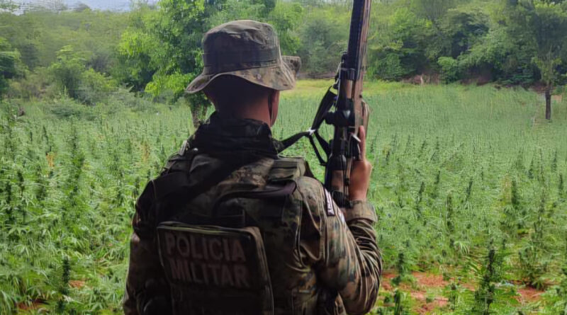 PM e Polícia Federal destroem plantio de maconha avaliado em R$ 160 milhões na Chapada Diamantina