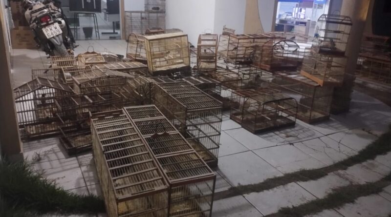 Mais de 340 animais silvestres são resgatados em Itatim durante operação contra tráfico na Chapada Diamantina