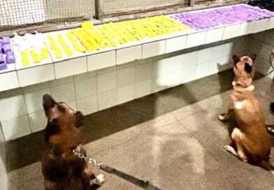 CIPE Chapada apreende drogas em ônibus durante Operação Carnaval em Itaberaba