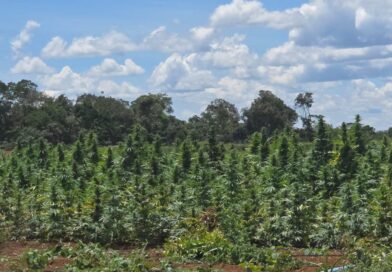 Operação Deméter erradica cerca de 180 mil pés de maconha na zona rural de Bonito, na Chapada Diamantina