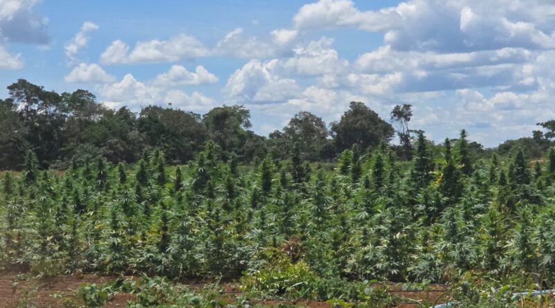 Operação Deméter erradica cerca de 180 mil pés de maconha na zona rural de Bonito, na Chapada Diamantina