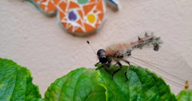 Inseto aparentemnte raro chama atenção em Igatu, na Chapada Diamantina, e levanta curiosidade entre moradores