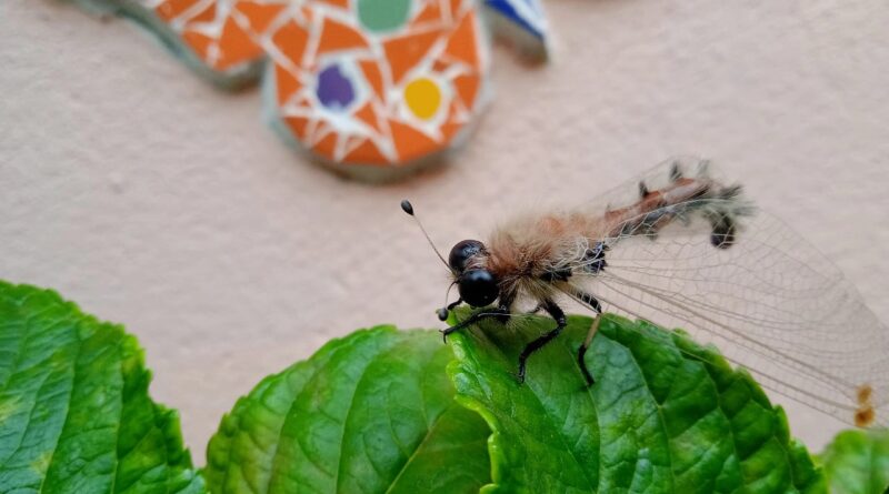 Inseto aparentemnte raro chama atenção em Igatu, na Chapada Diamantina, e levanta curiosidade entre moradores