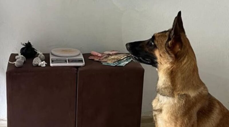 CIPE Chapada realiza apreensão de entorpecentes em Ruy Barbosa na Chapada Diamantina